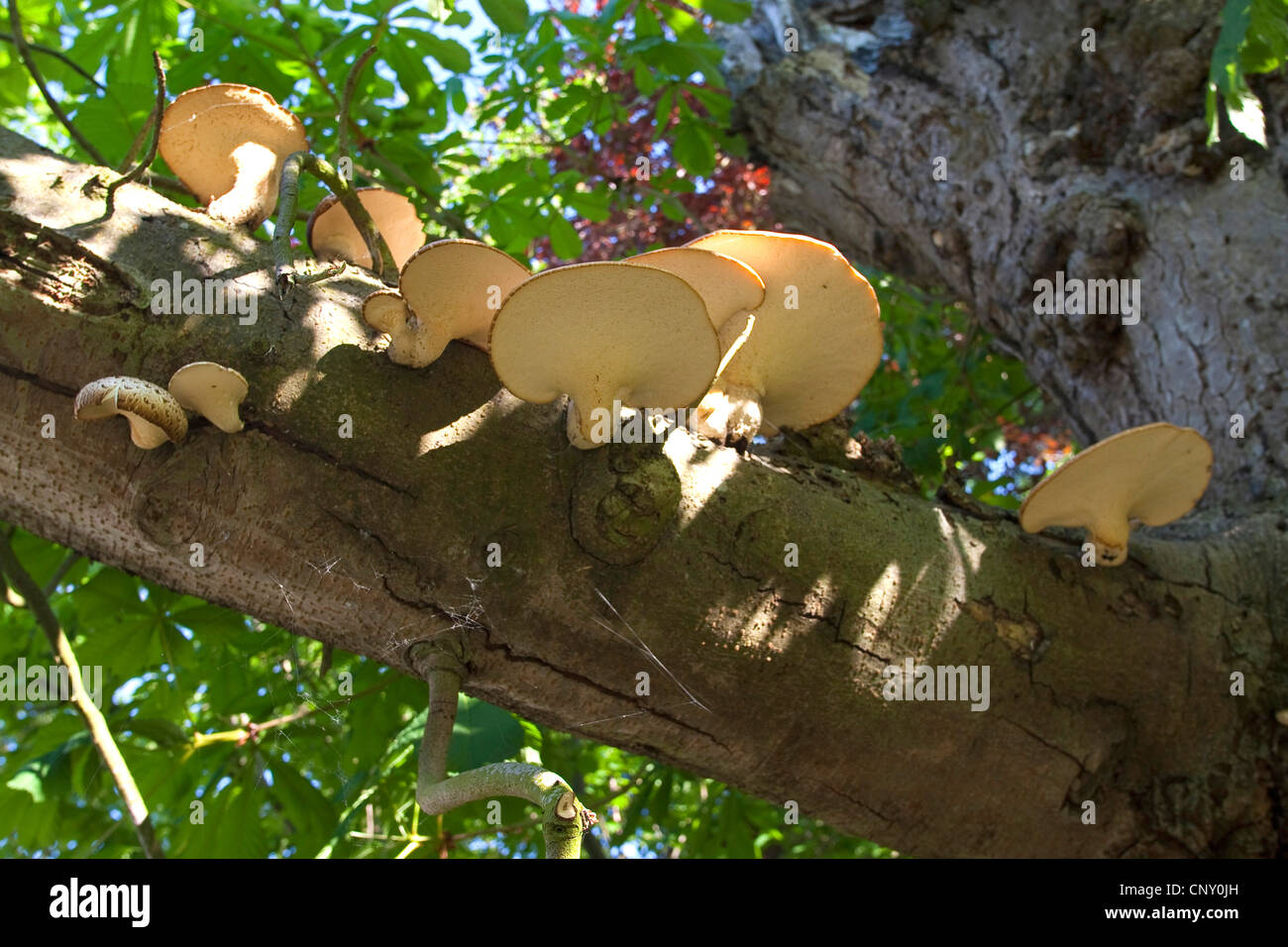 Dryade Sattel, der Fasan zurück Pilz (Polyporus an), auf einem alten sterbenden Kastanien, Deutschland Stockfoto