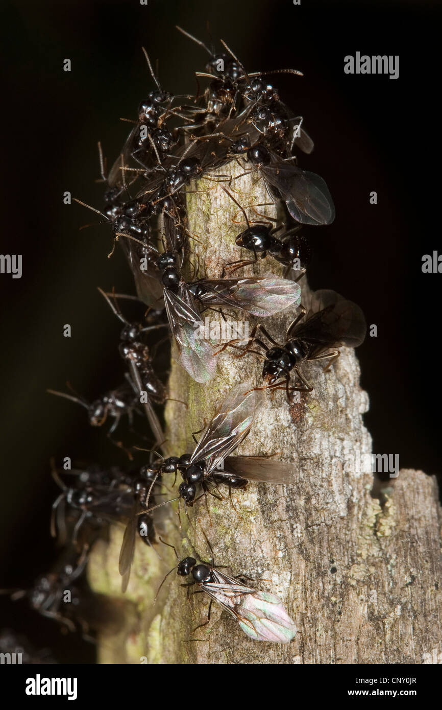 Jet-Ameise, glänzend tiefschwarz Ameisen (Lasius Fuliginosus), geflügelten Individuen, Deutschland Stockfoto