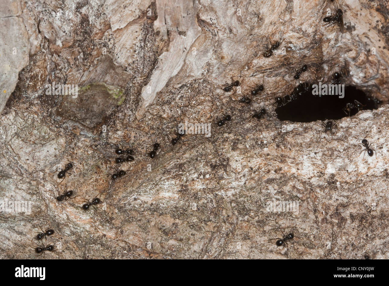 Jet-Ameise, glänzend tiefschwarz Ameisen (Lasius Fuliginosus), am Eingang des ihr Nest in einer Grotte Baumstamm, Deutschland Stockfoto