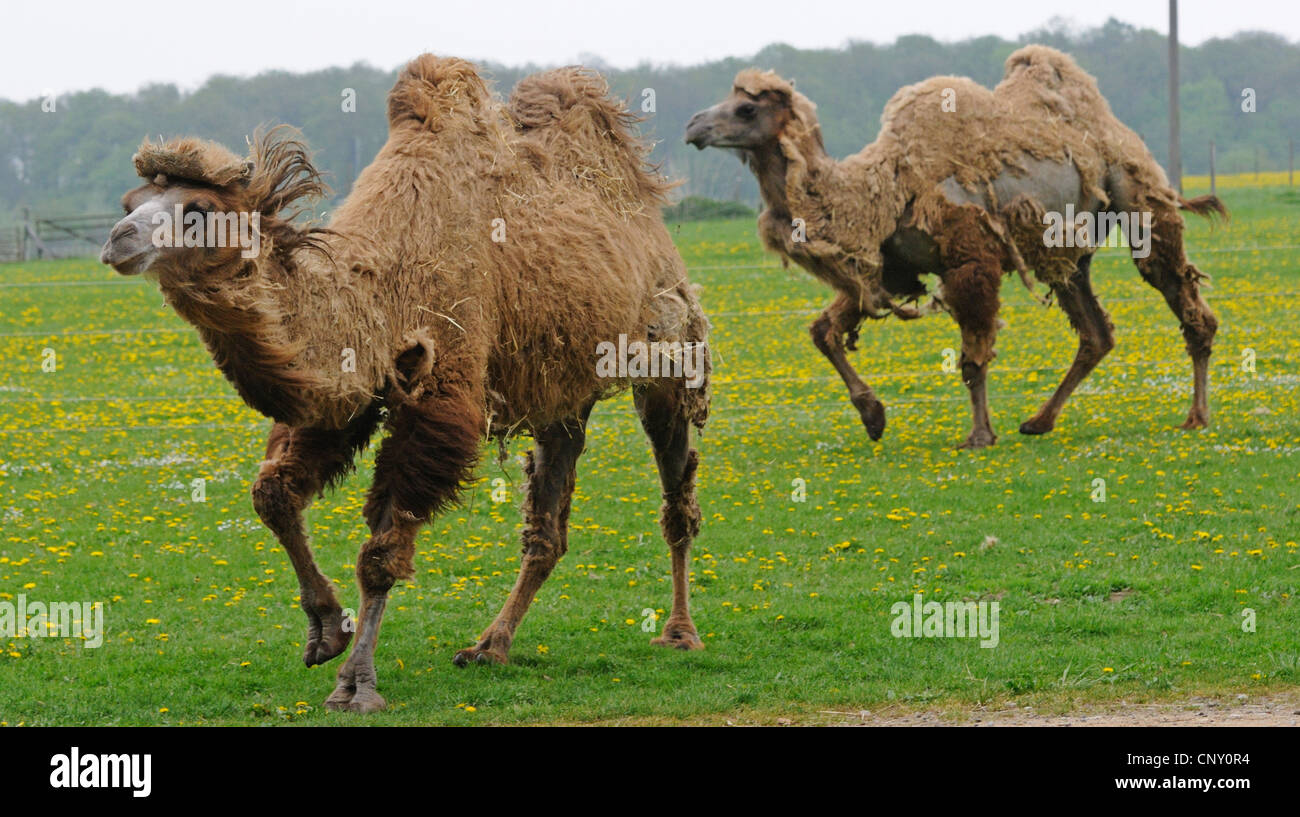 Baktrischen Kamel, zwei bucklig Kamel (Camelus Bactrianus), zwei Kamele zu Fuß über eine Wiese, nicht verfügbar für Jagd Themen Stockfoto