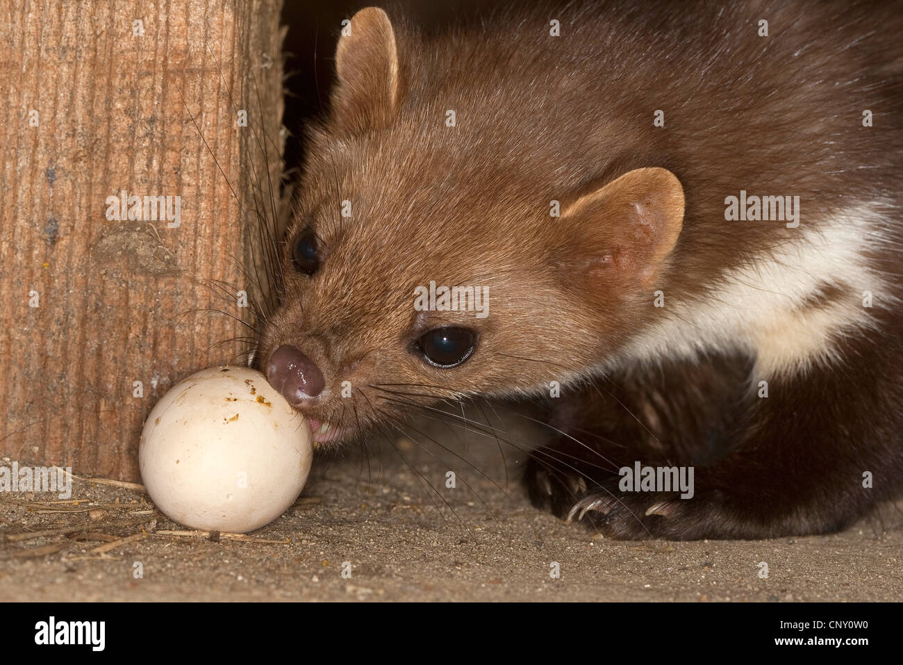 Steinmarder, Steinmarder (Martes Foina), Ei-Dieb Stockfoto