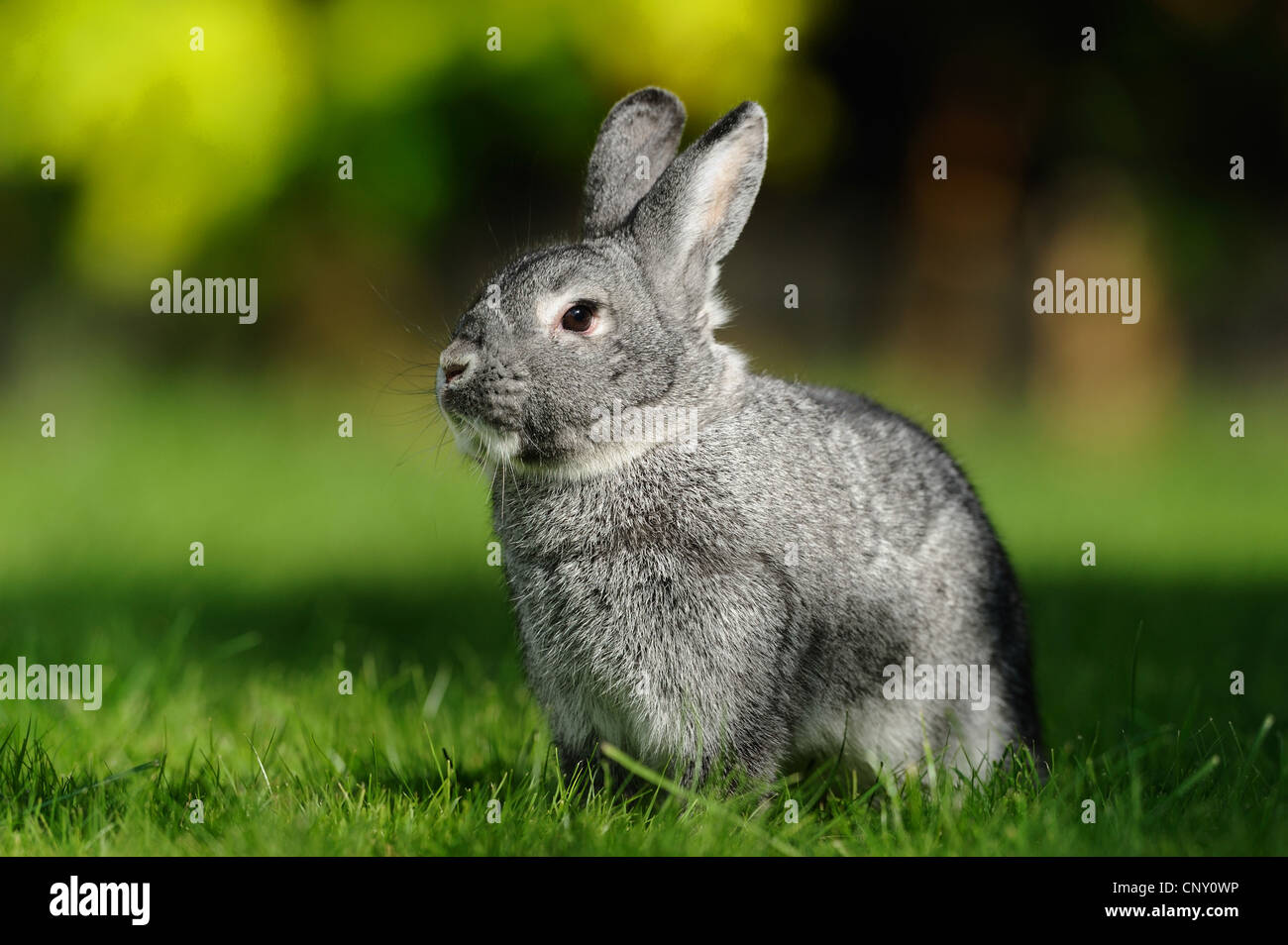 Chinchilla Kaninchen (Oryctolagus Cuniculus F. Domestica), Hase sitzt auf einer Wiese, Deutschland Stockfoto