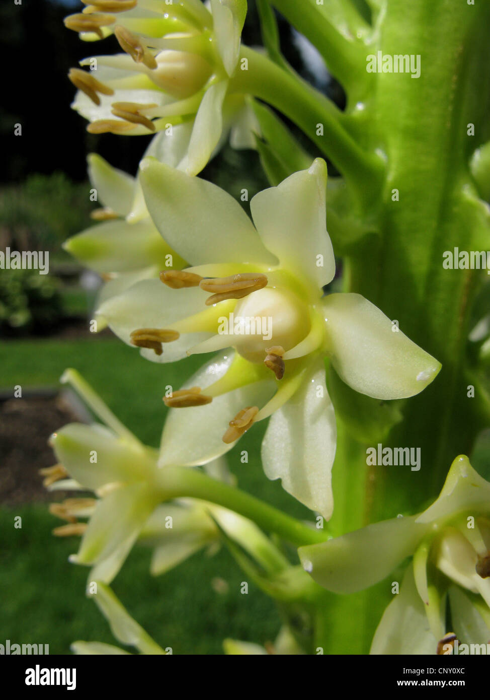 Ananas Ananas Lilie Blume Wein Eucomis (Eucomis Comosa), Blume Stockfoto