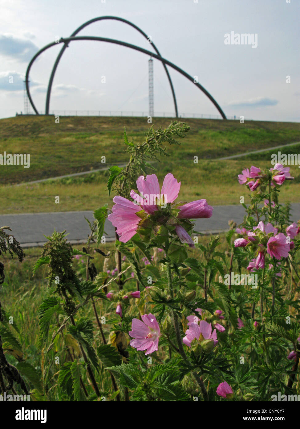 Moschusmalve, Moschus Cheeseweed (Malva Moschata), blühen auf Vorrat Halde mit den so genannten Observatorium im Hintergrund, Deutschland, Nordrhein-Westfalen, Ruhrgebiet, Herten Stockfoto