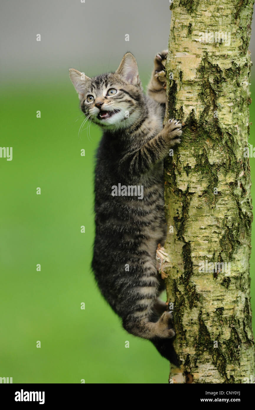 Hauskatze, Hauskatze (Felis Silvestris F. Catus), sitzt auf einem Baumstamm miauen, Deutschland Stockfoto