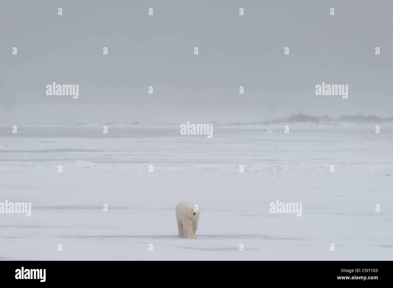 Eisbären in Churchill, Manitoba Stockfoto