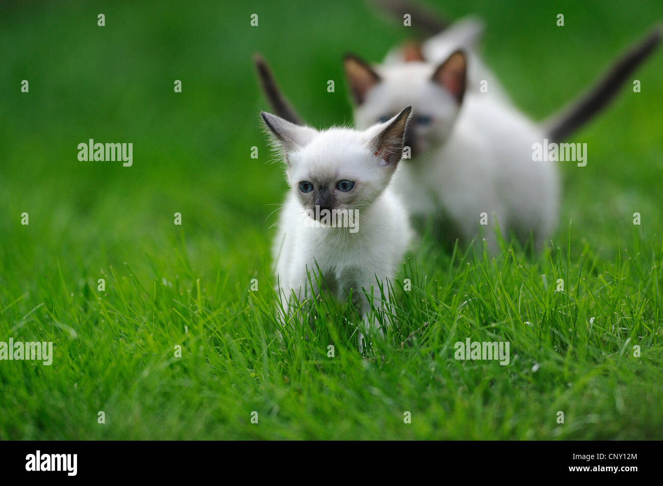 Siam seal point katzen auf einer wiese -Fotos und -Bildmaterial in ...