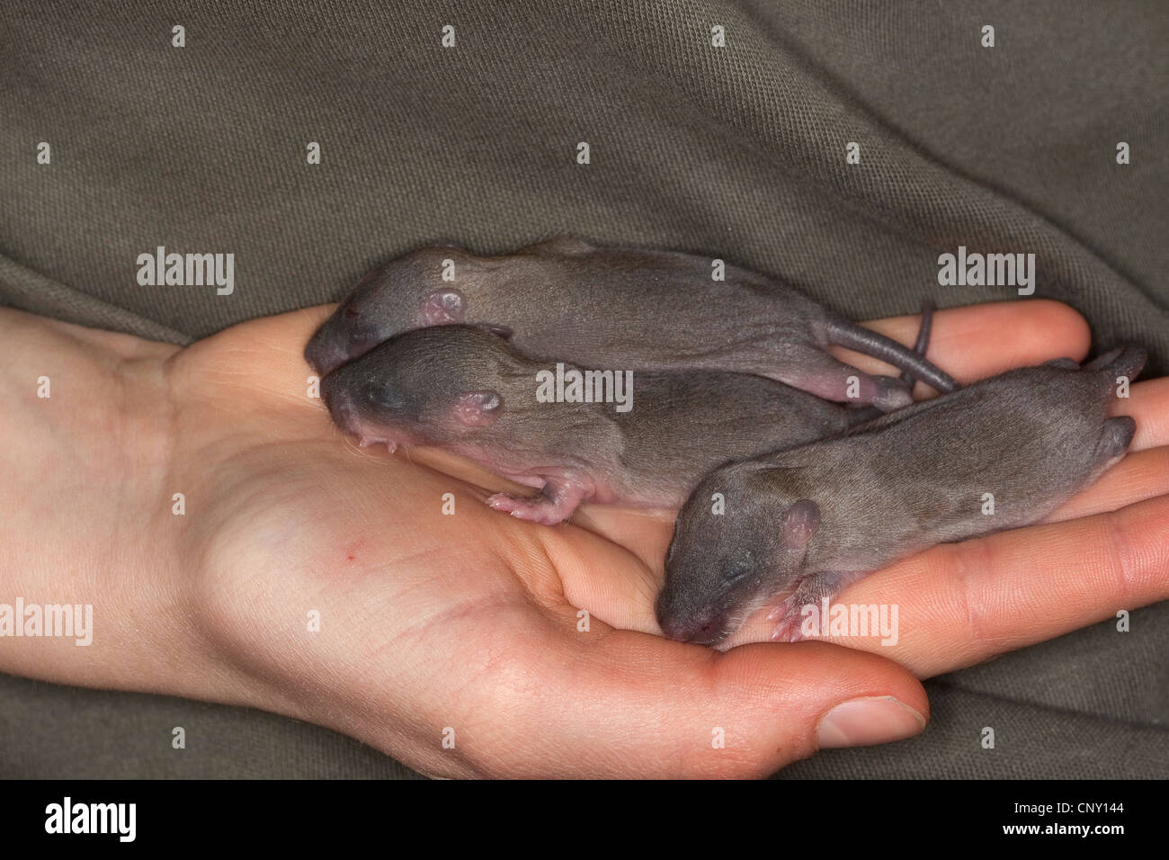 braune Ratte, Commo braune Ratte, Norwegen Ratte, gemeinsame Ratte (Rattus Norvegicus), verwaiste Jungtiere in einer Hand eines Mädchens, Deutschland Stockfoto