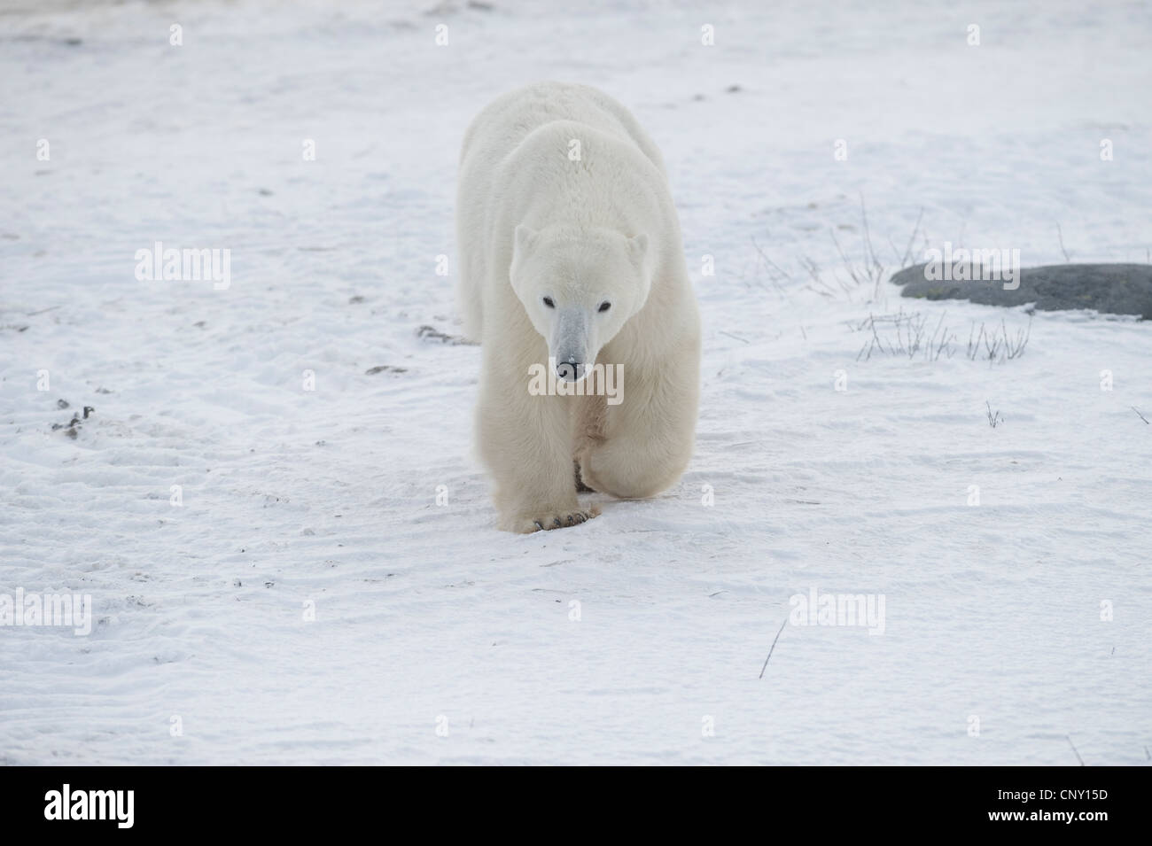 Eisbären in Churchill, Manitoba Stockfoto