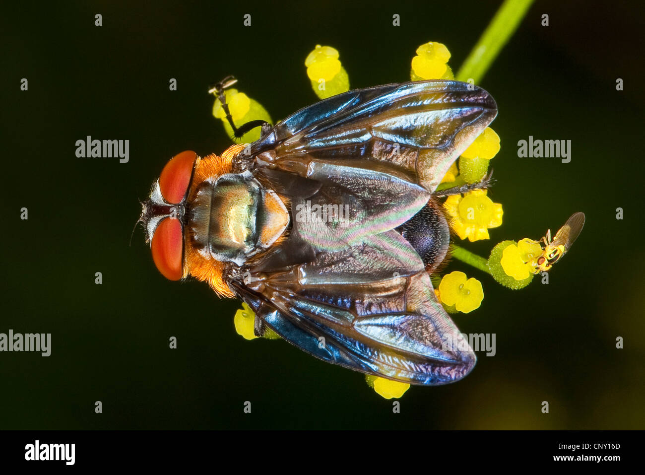 Tachinid, parasitäre fliegen (Phasia Hemiptera, Alophora Hemiptera), gelbe Blüten, Deutschland Stockfoto