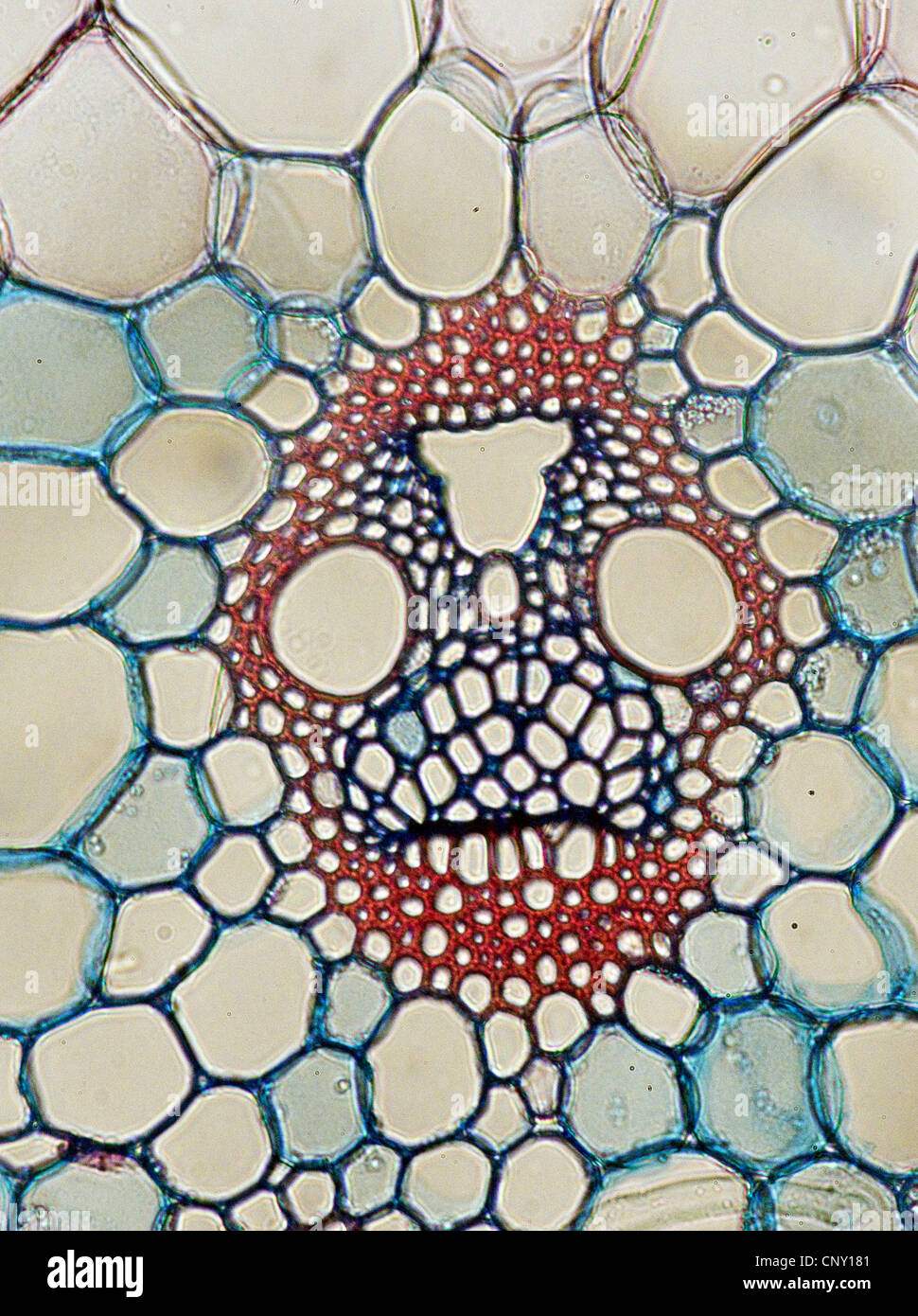 Mais, Mais (Zea Mays), Vascular Bundle aus Mais Stockfoto