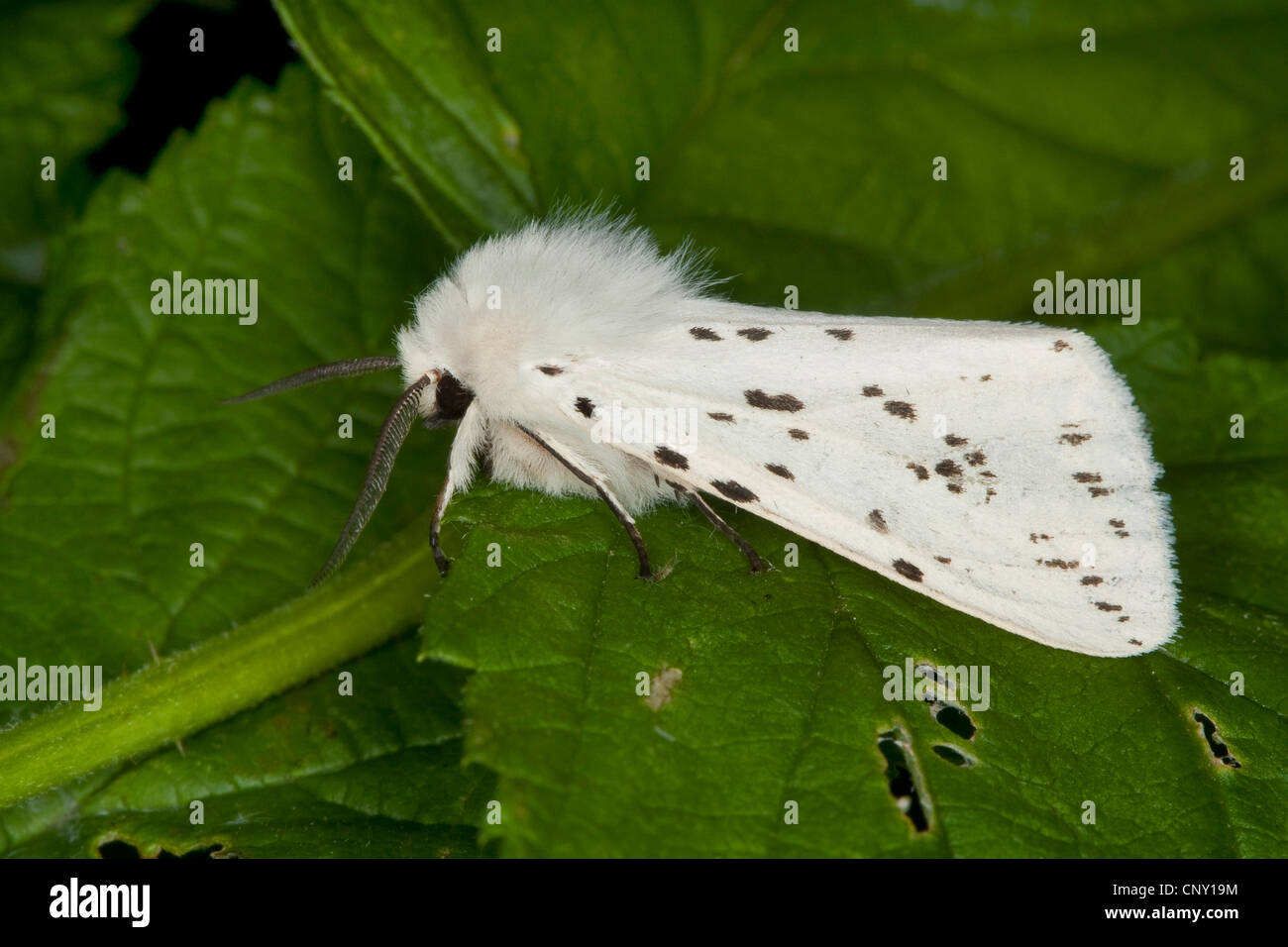 Weiße Hermelin Motte (Spilosoma Lubricipeda, Spilosoma Menthastri), sitzt auf einem Blatt, Deutschland Stockfoto