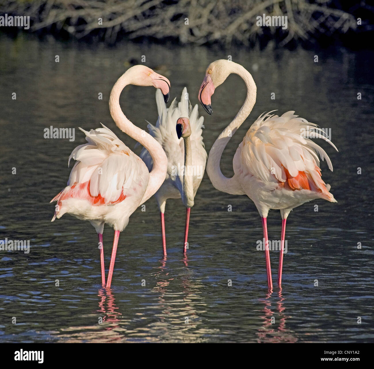 Rosaflamingo (Phoenicopterus Roseus, Phoenicopterus Ruber Roseus), drei Vögel stehen im flachen Wasser wandte sich an einander, Frankreich, Camargue Stockfoto