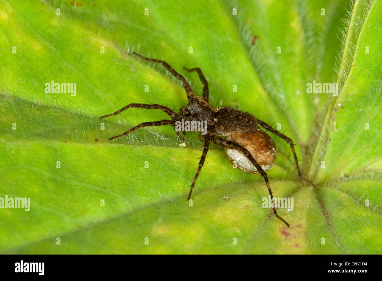 Gefleckte Wolfspinne (Pardosa vgl. Amentata), weibliche tragen Coccon, Deutschland Stockfoto