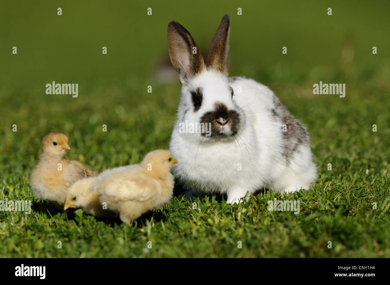 Hauskaninchen (Oryctolagus Cuniculus F. Domestica), Küken mit Bunny auf einer Wiese, Deutschland Stockfoto