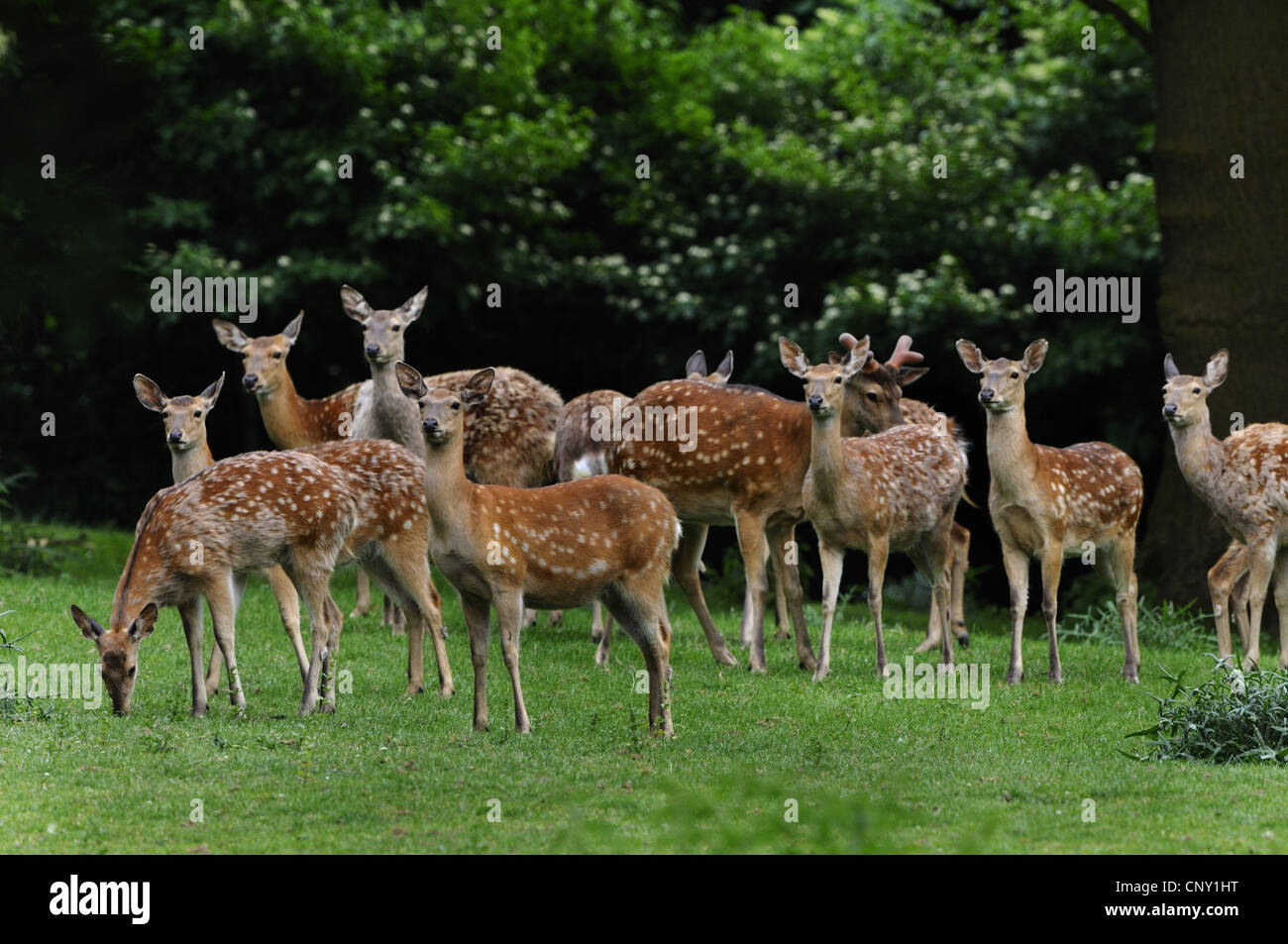 Sika Rotwild (Cervus Nippon), Gruppe auf einer Waldlichtung Stockfoto