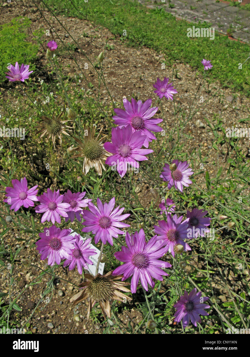 Gemeinsamen Strohblume (Xeranthemum Annuum), blühen Stockfoto