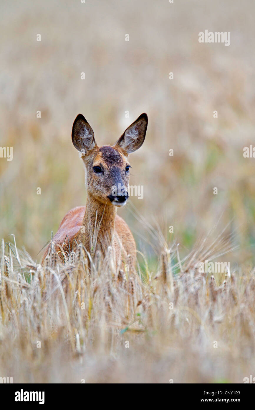 Reh (Capreolus Capreolus), Doe Blick aus einem Kornfeld, Deutschland, Schleswig-Holstein Stockfoto