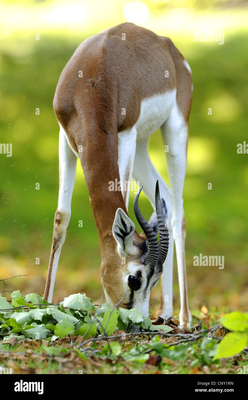 Mhorrgazelle Gazelle (Gazella Dama Mhorrgazelle), ernähren sich von Blättern Stockfoto