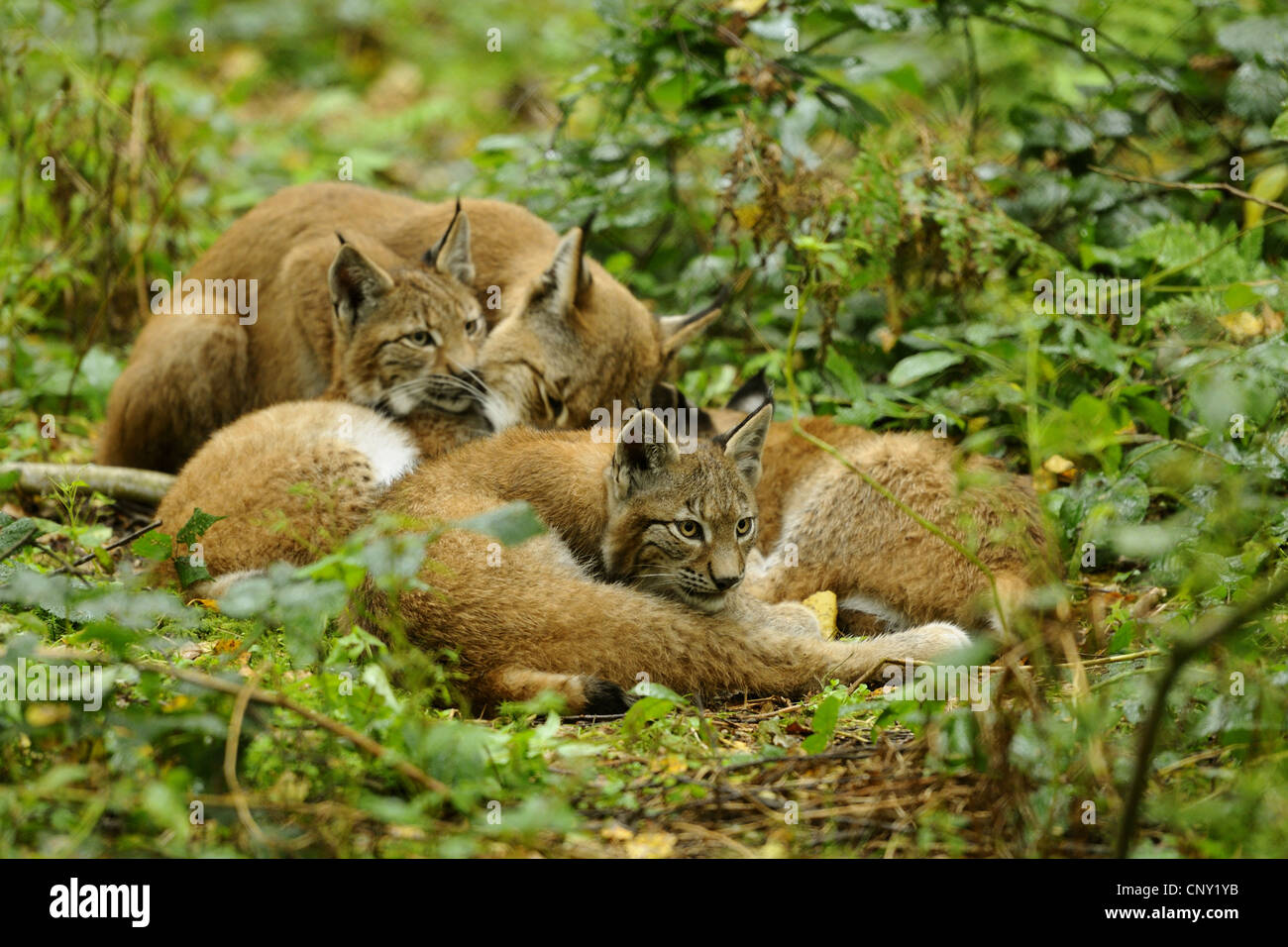Eurasischer Luchs (Lynx Lynx), junge Luchse entspannende zusammen in das Dickicht, Deutschland, Hessen Stockfoto