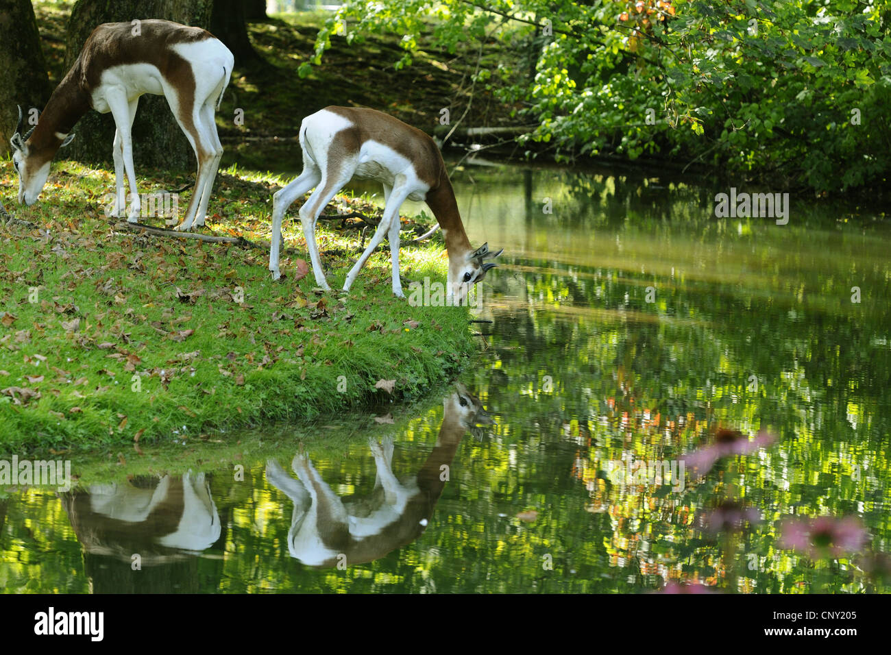 Mhorrgazelle Gazelle (Gazella Dama Mhorrgazelle), an einem Teich Weiden Stockfoto