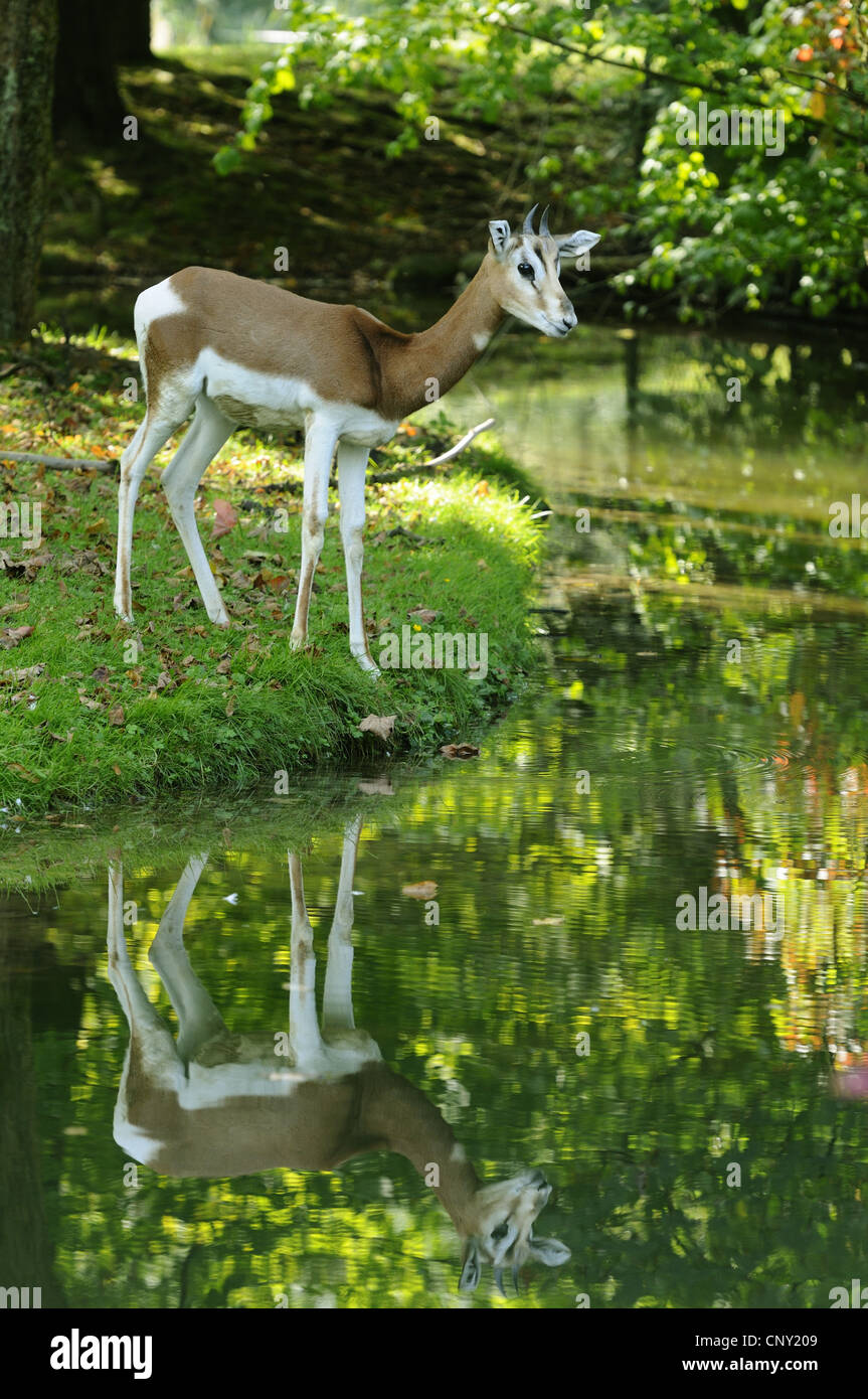 Mhorrgazelle Gazelle (Gazella Dama Mhorrgazelle), stehend auf einem Teich Stockfoto