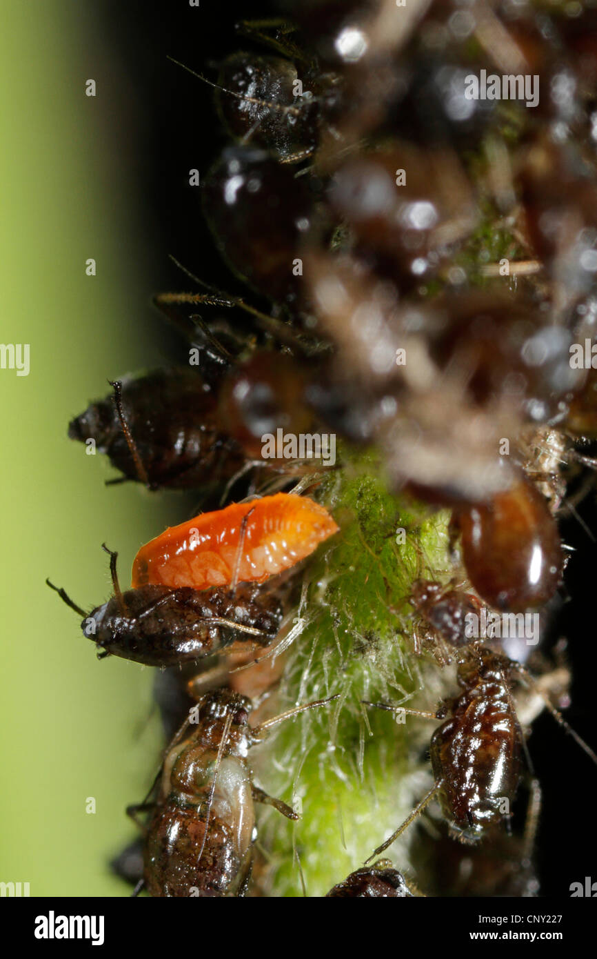 Räuberische Blattlaus Midge (Aphidoletes Aphidimyza), Larve der Blattlaus räuberische Midge ernähren sich von Blattläusen, Aaphis spec, Deutschland, Bayern Stockfoto