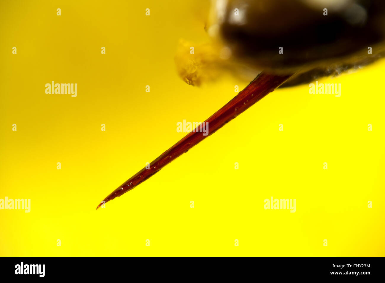 Honigbiene, Bienenkorb Biene (Apis Mellifera Mellifera), Stachel Stockfoto