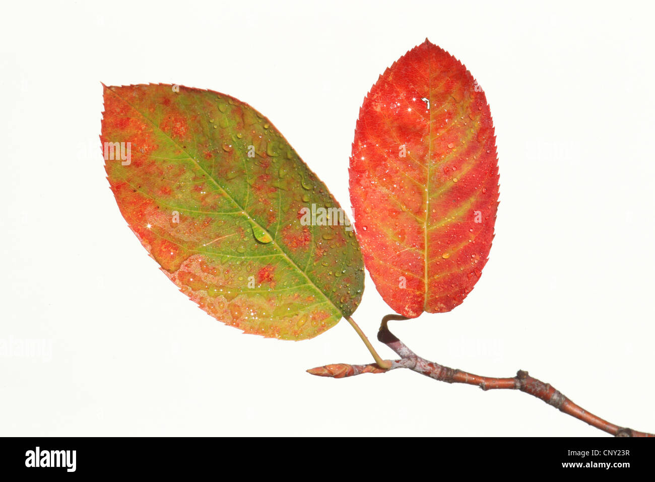 Lamarcks Elsbeere (Amelanchier Lamarckii), Blätter im Herbst mit Wassertropfen Stockfoto