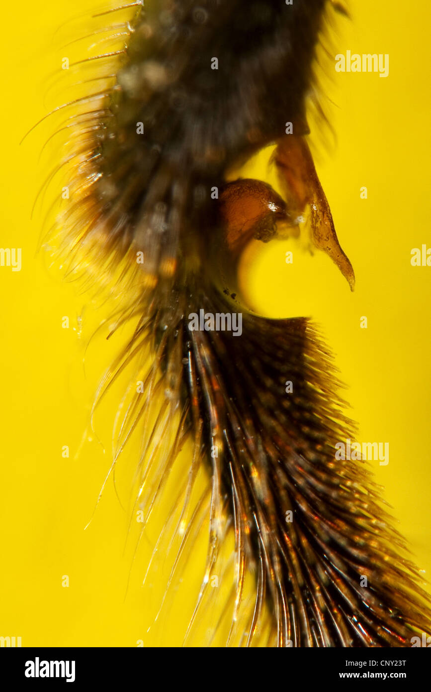 Honigbiene, Bienenkorb Biene (Apis Mellifera Mellifera), vorderes Bein mit dem Reinigungs-Mechanismus an der Innenseite der Ferse Stockfoto
