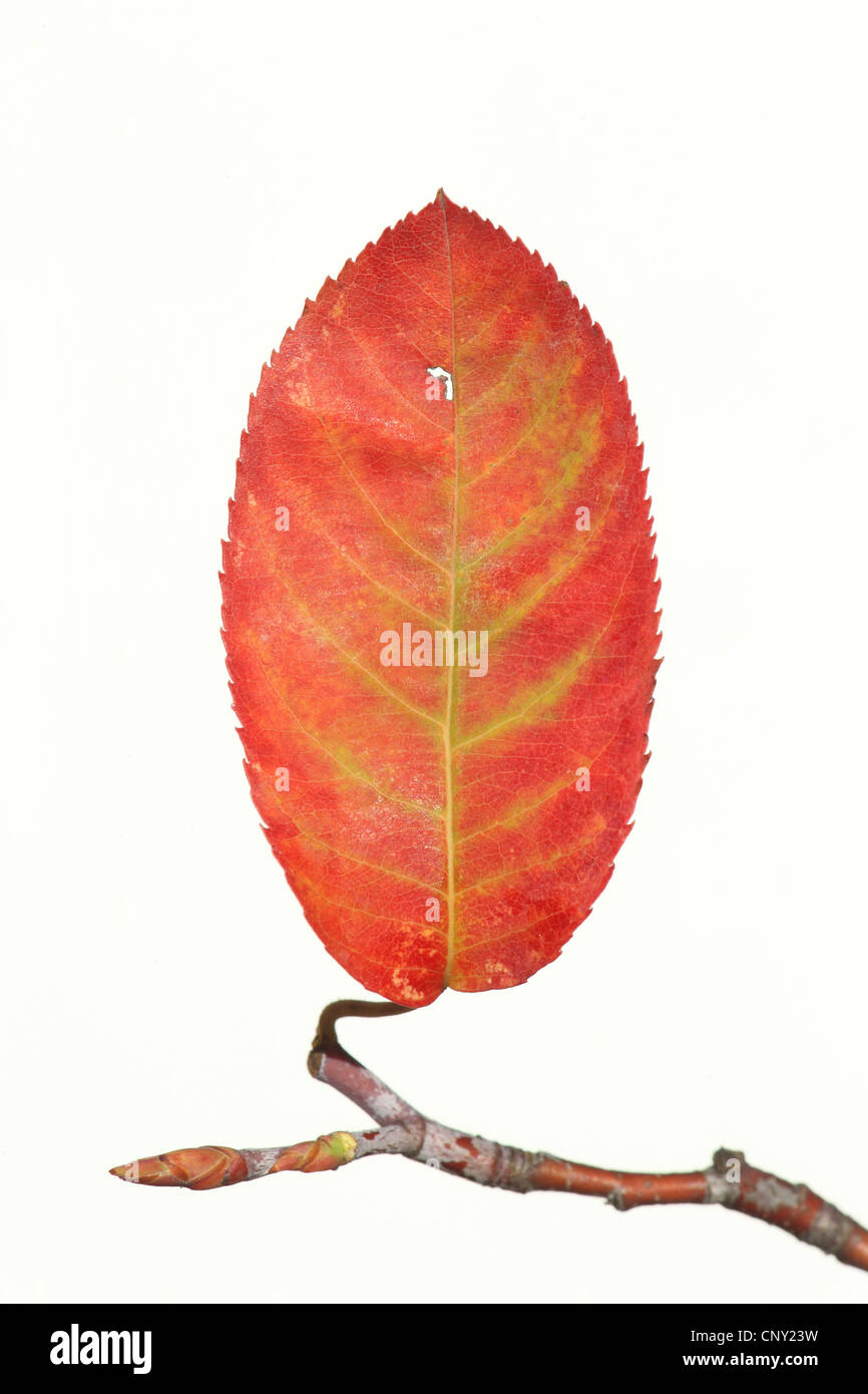 Lamarcks Elsbeere (Amelanchier Lamarckii), Herbst Blätter an einem Zweig Stockfoto