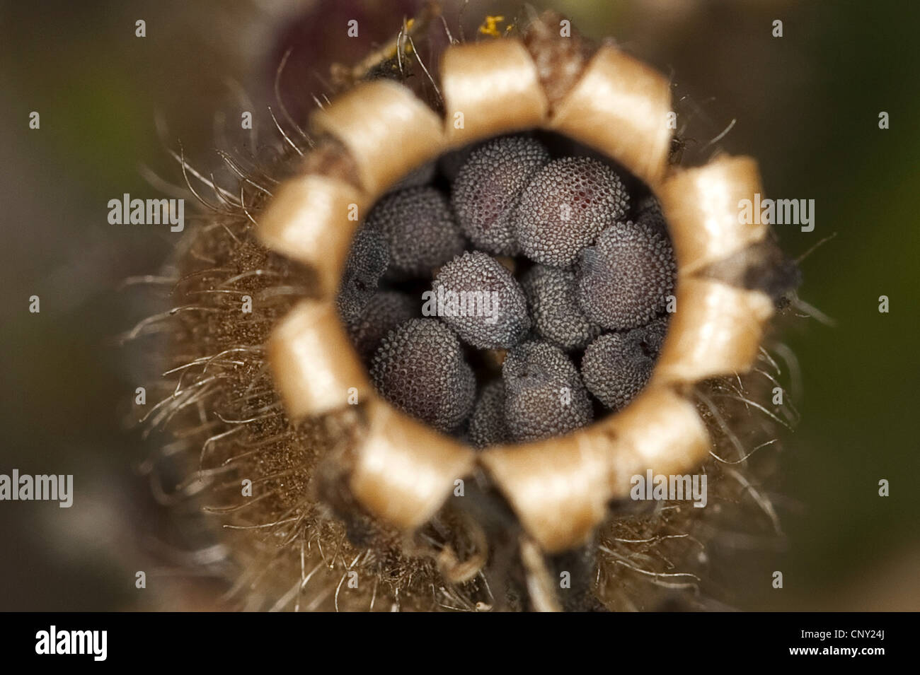 rote Campion (Silene Dioica), Samen in einem Gefäß, Deutschland Stockfoto