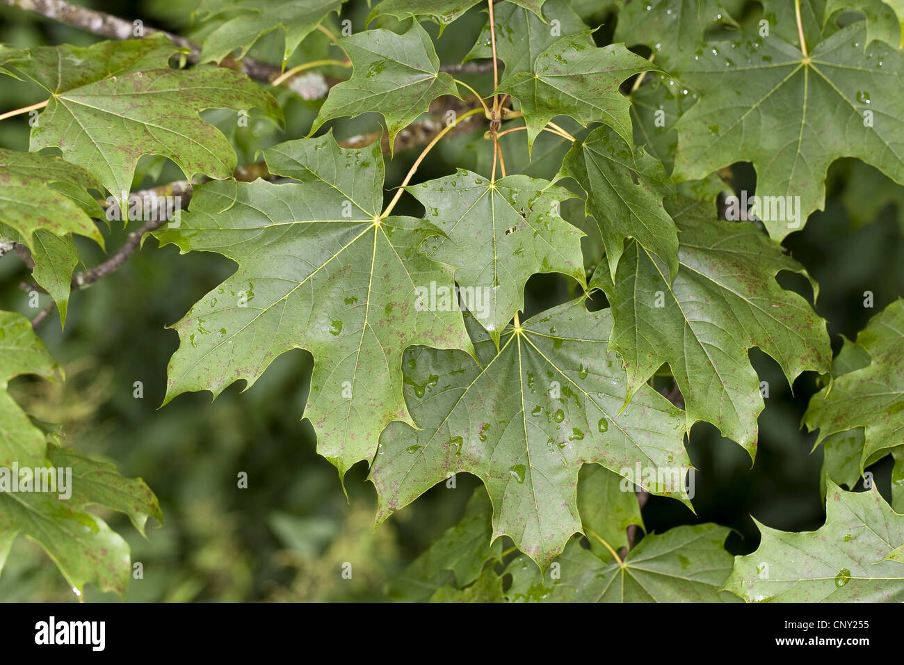 Spitz-Ahorn (Acer Platanoides), Blätter an einem Ast, Deutschland Stockfoto