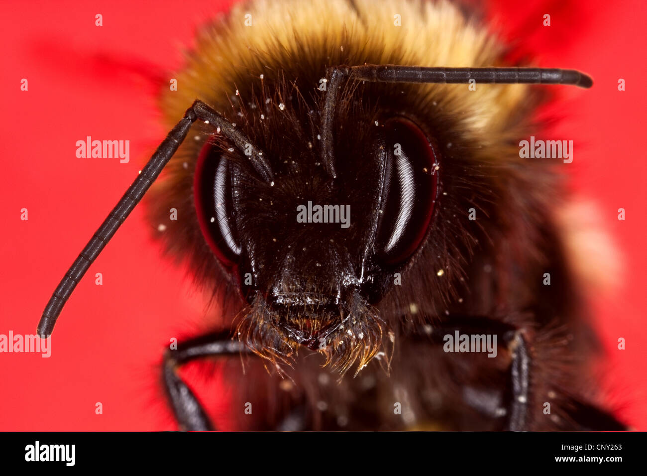 Hummel (Bombus Terrestris Oder Bombus Lucorum), Porträt, Deutschland Stockfoto