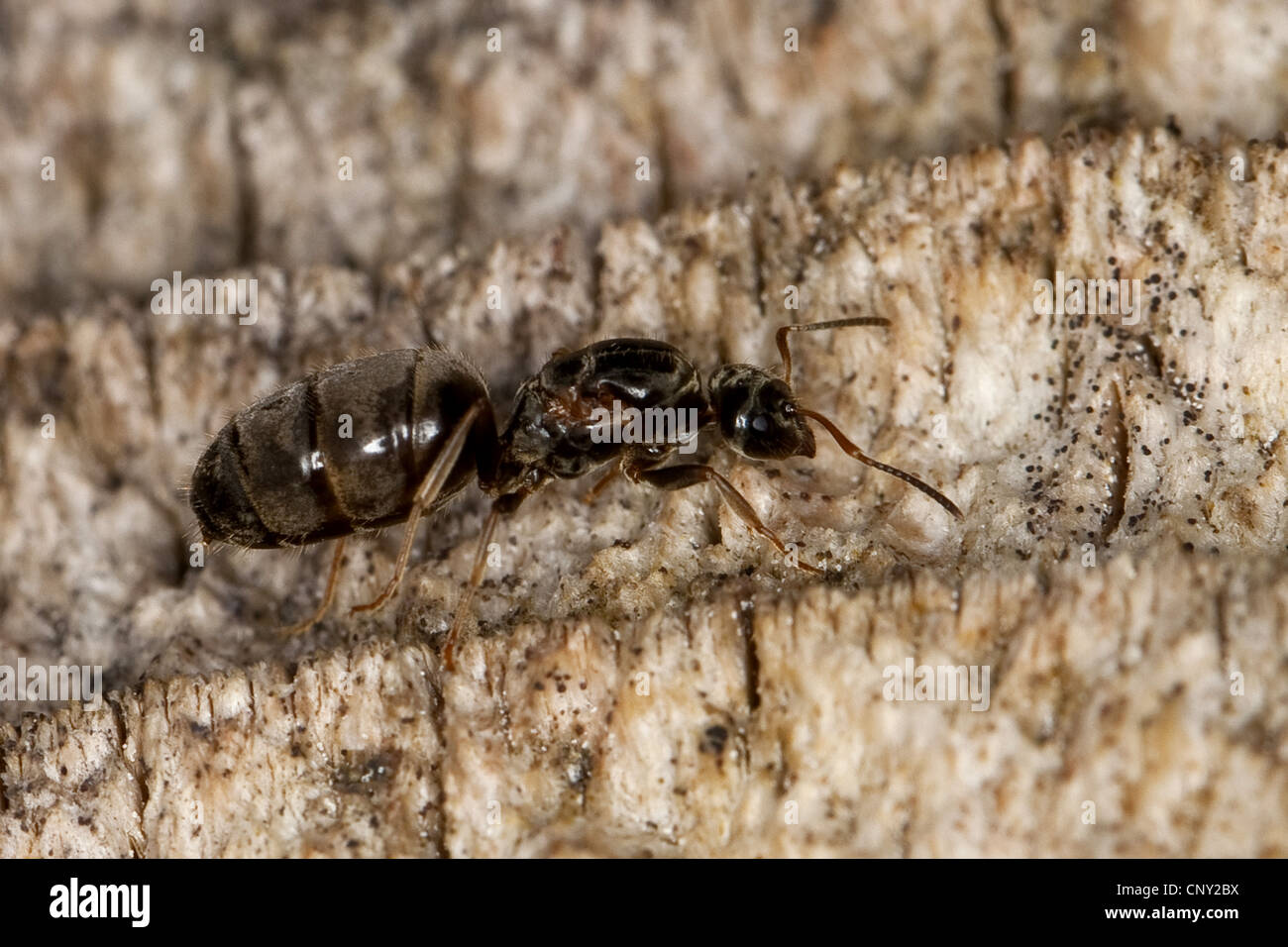 Feld Ant Schwarze Ameise Lasius Spec Konigin Deutschland Stockfotografie Alamy