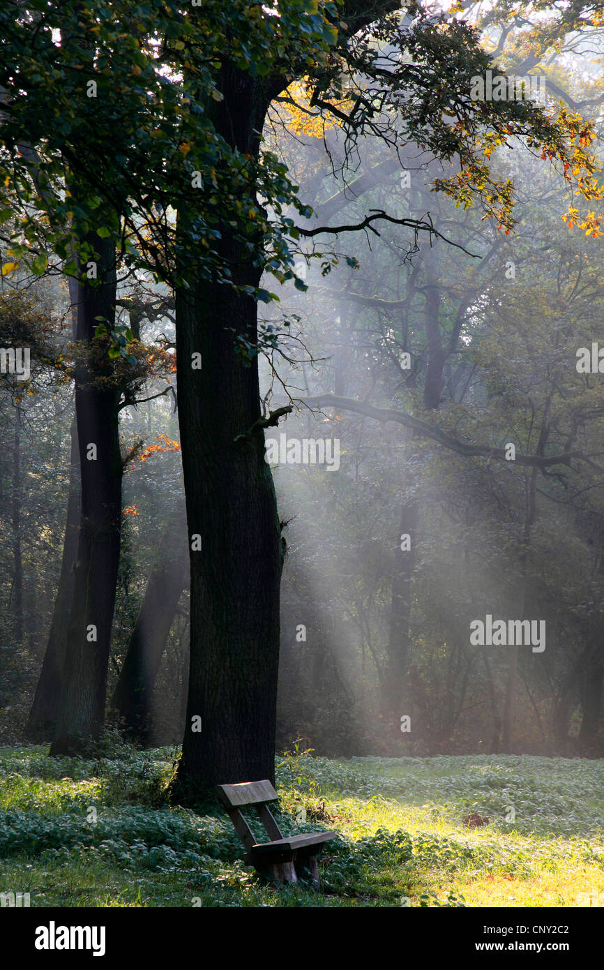 Sonnenstrahlen im herbstlichen Wald, Deutschland Stockfoto