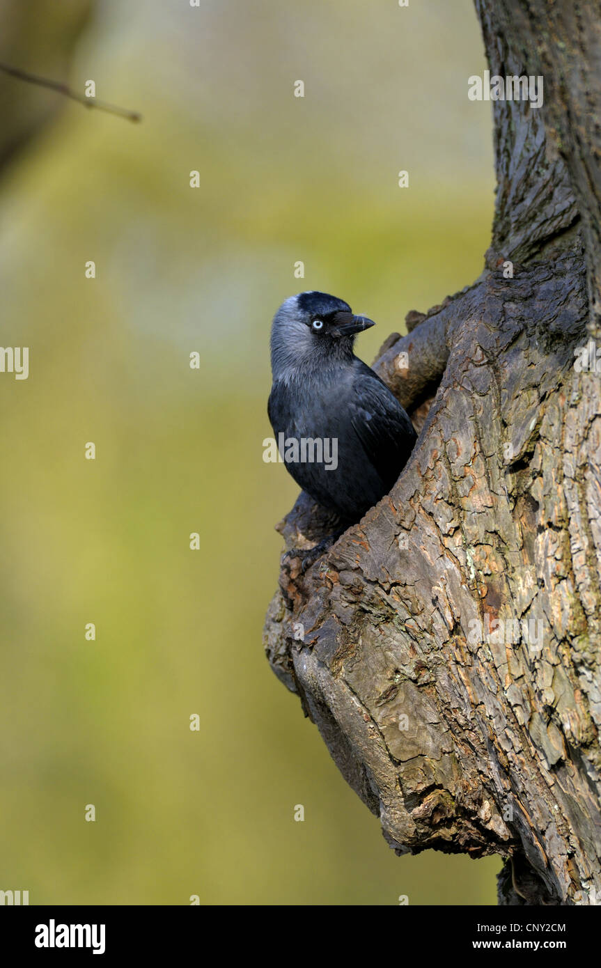 Dohle (Corvus Monedula), Erwachsene in seine Baumhöhle, Deutschland, Nordrhein-Westfalen Stockfoto