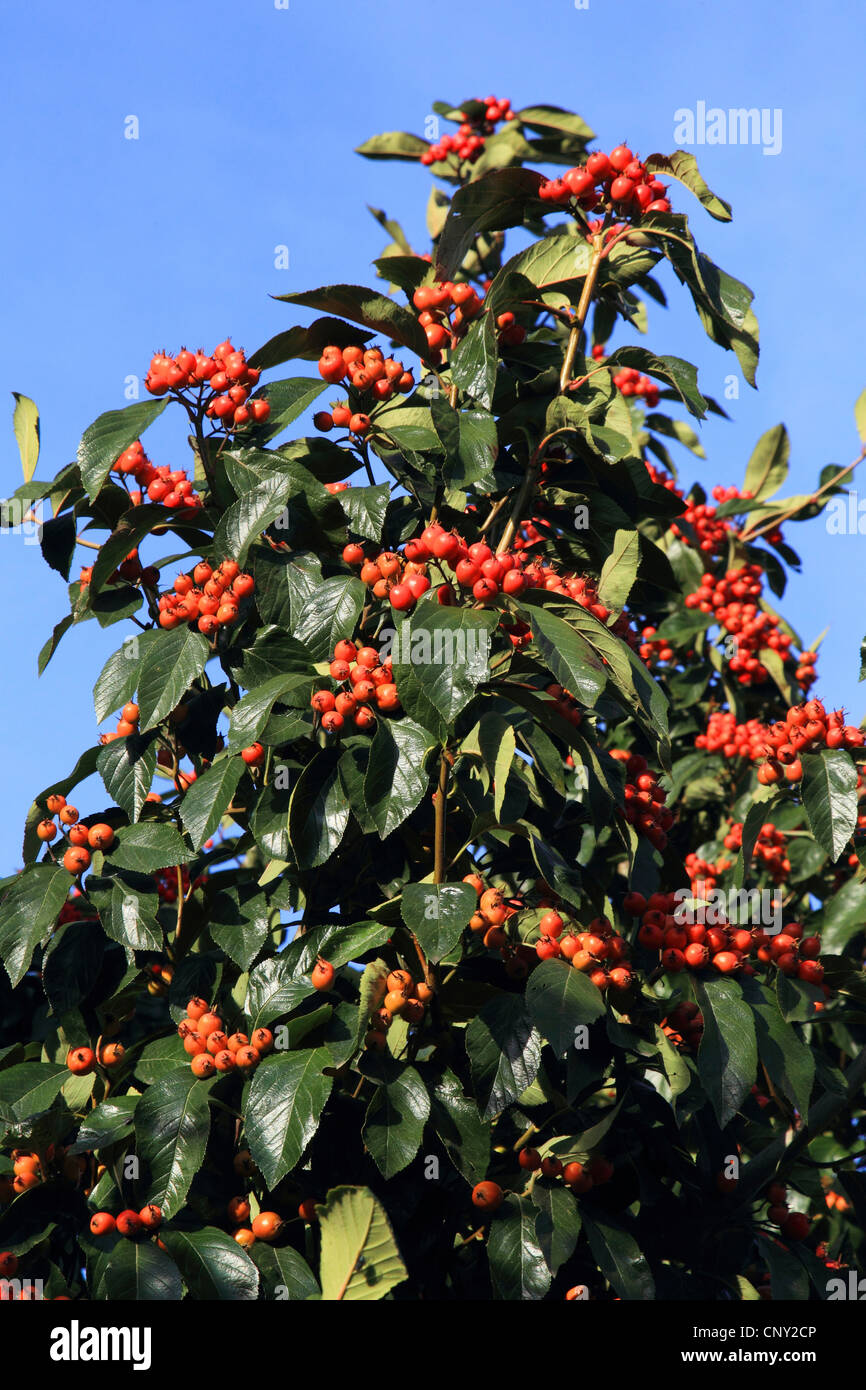 Photinia (Photinia Villosa), Fruchtkörper Stockfotografie Alamy