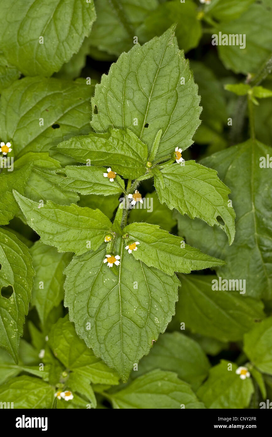 Shaggy Soldat, behaarte Galinsoga (Galinsoga Ciliata), blühen, Deutschland Stockfoto