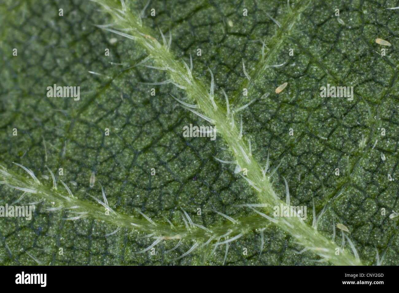 Brennnessel (Urtica Dioica), Unterseite des Blattes mit Brennnesselpflanzen Haare, Deutschland Stockfoto