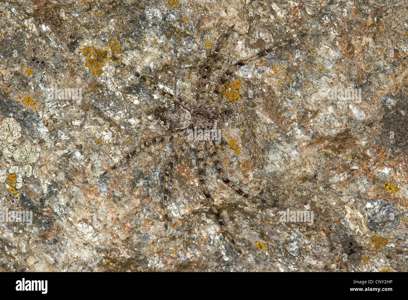 Philodromus (Philodromus Margaritatus), sitzt auf einem Felsen gut getarnt, Deutschland Stockfoto