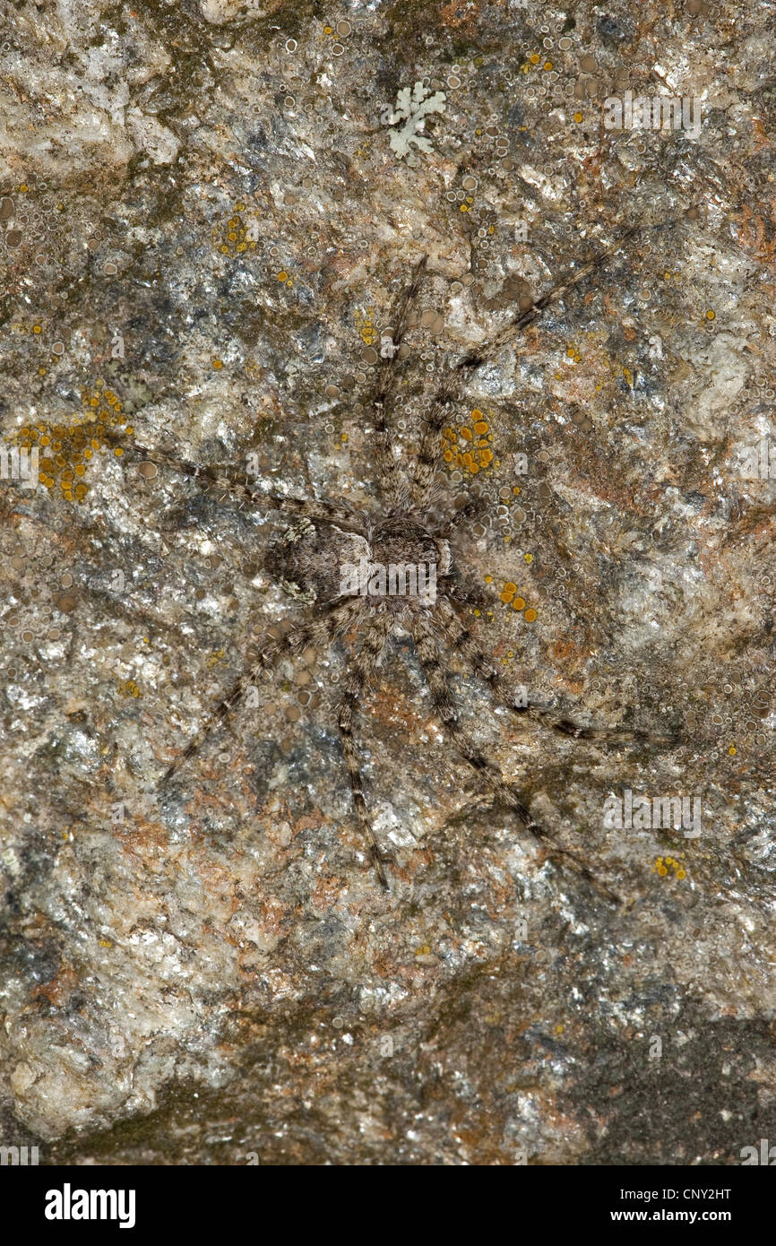 Philodromus (Philodromus Margaritatus), sitzt auf einem Felsen gut getarnt, Deutschland Stockfoto