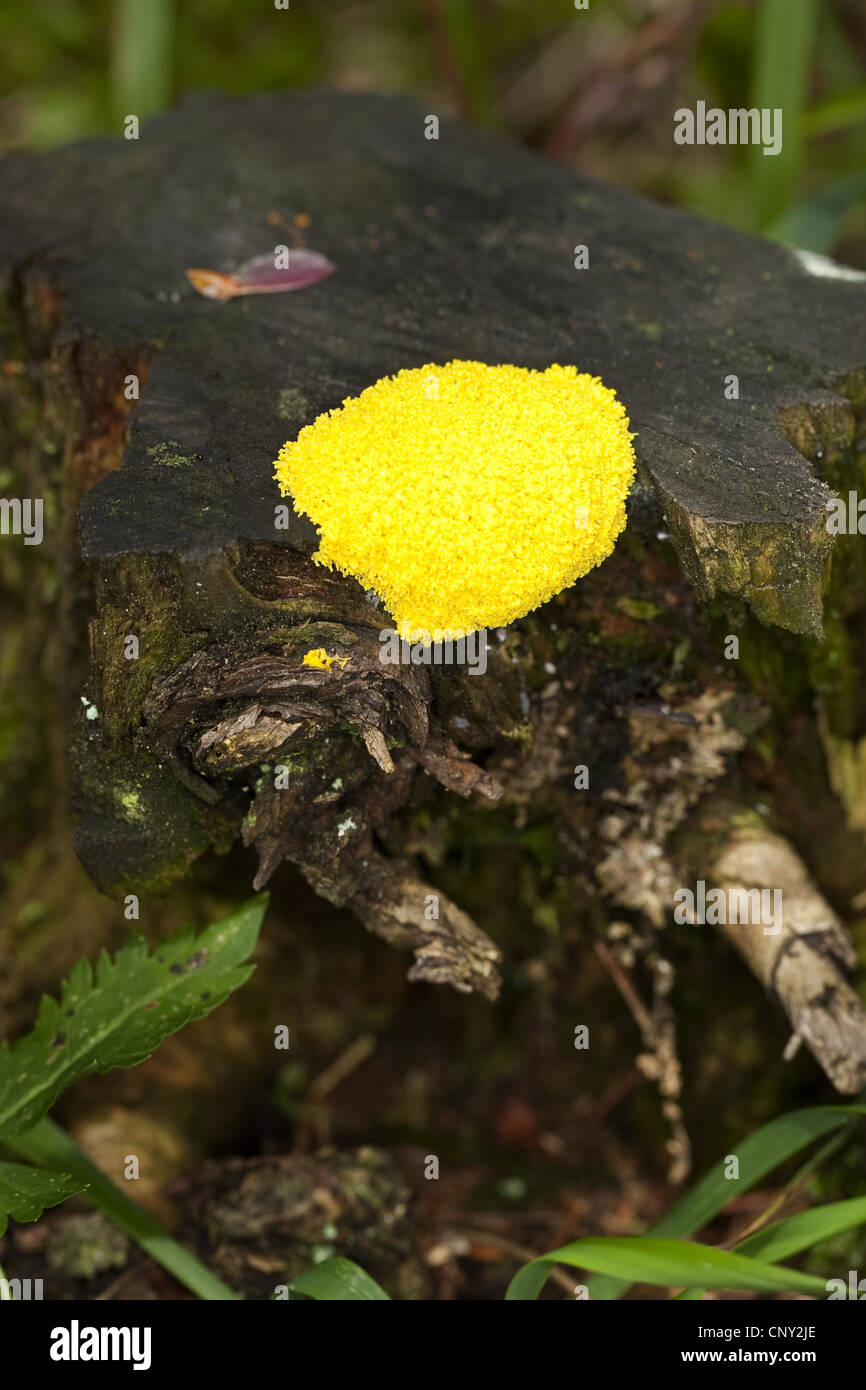 Schwefel-Schleim-Pilz (Fuligo Septica), Schleim Schimmel auf Totholz, Deutschland Stockfoto