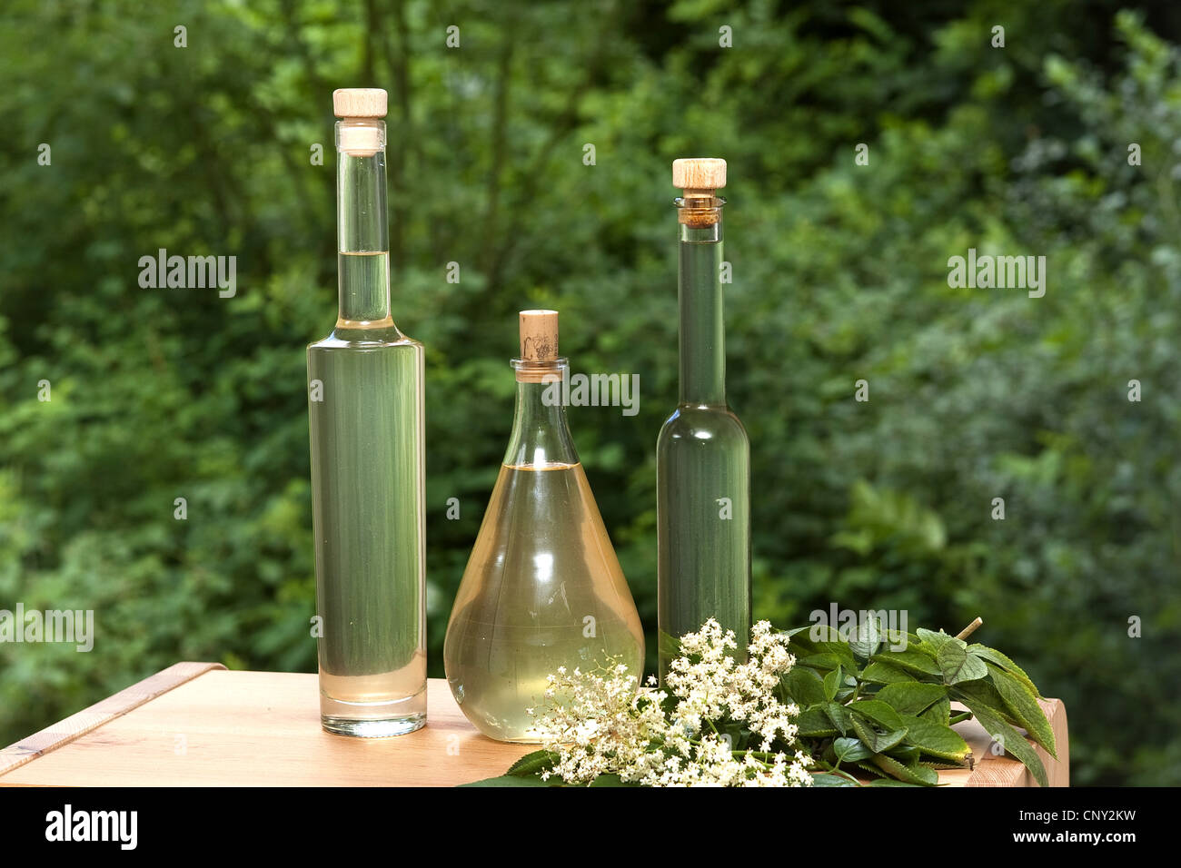 Europäischen schwarzen Holunder, Holunder, gemeinsame Holunder (Sambucus Nigra), verschiedene Flaschen von selbstgemachten Sirup: Blüten werden in ein Glas und links zusammen mit Wasser, Zitrone Scheiben, Zitronensäure und Zucker, Deutschland zu zeichnen Stockfoto