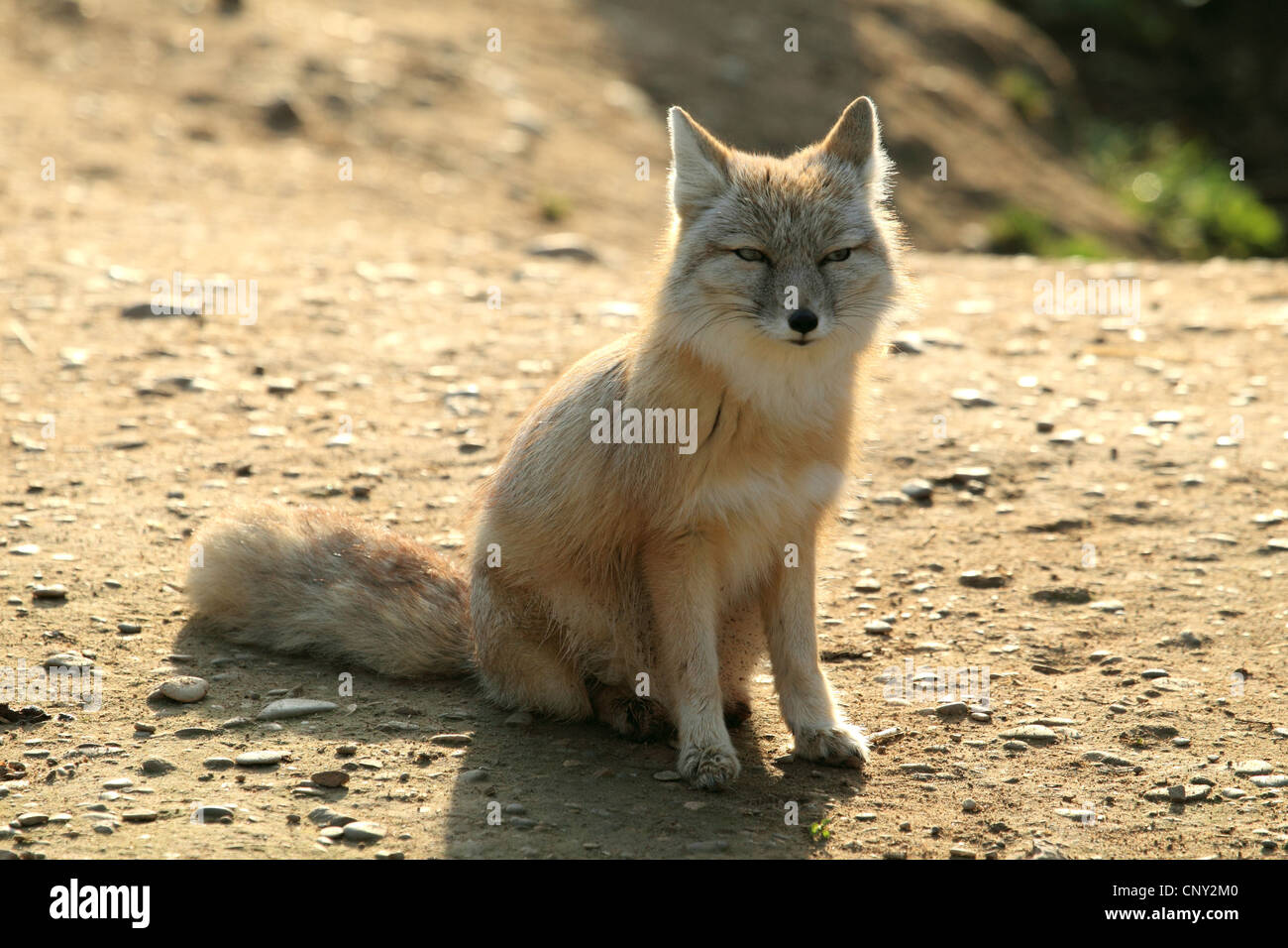 Corsac Fuchs (Vulpes Corsac), sitzen auf dem Boden Stockfoto