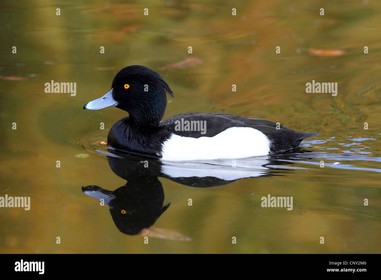 Reiherenten (Aythya Fuligula), Schwimmen, Männlich, Deutschland Stockfoto