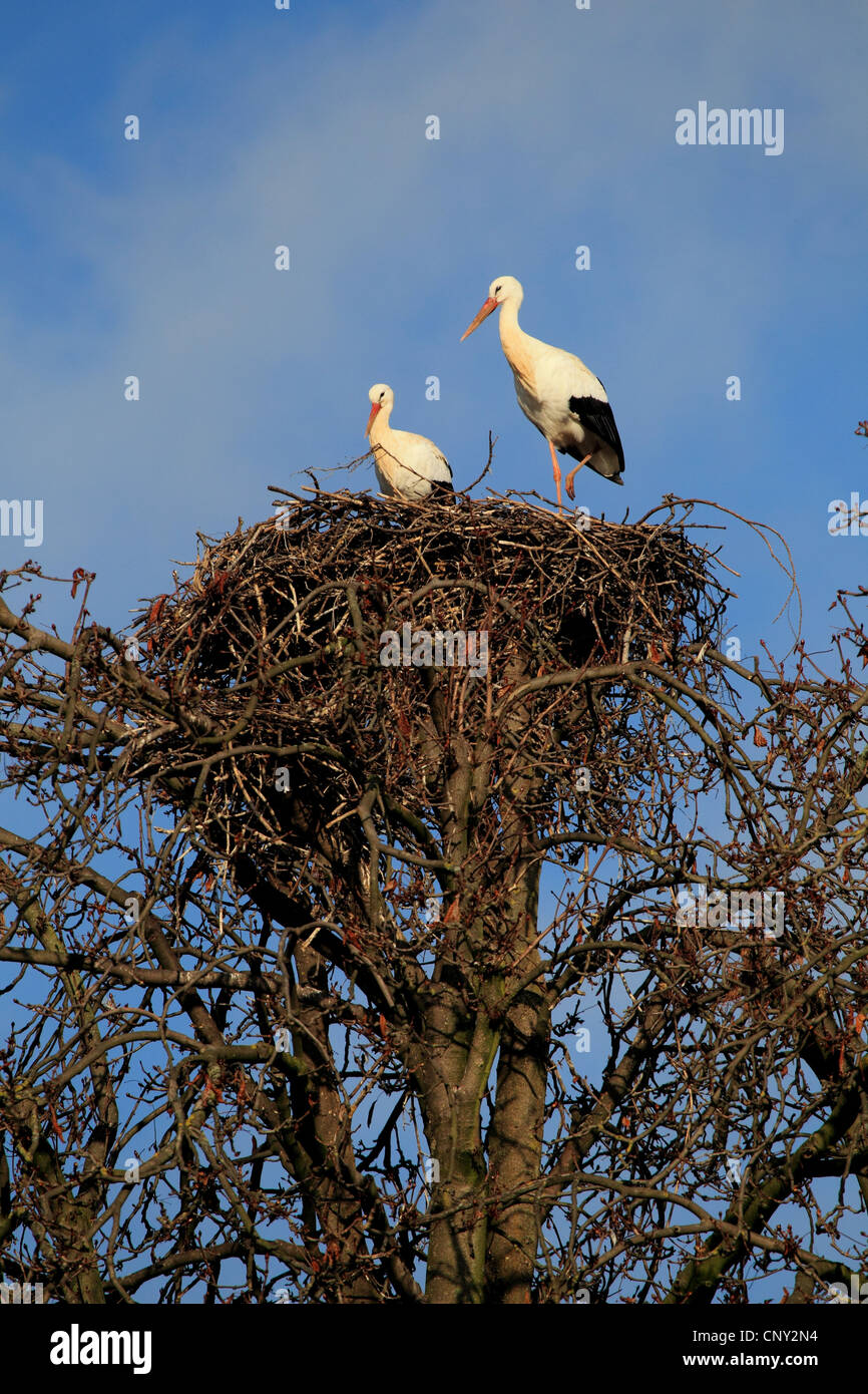 Weißstorch (Ciconia Ciconia), in ihrem Nest auf einem Baum, Deutschland Stockfoto