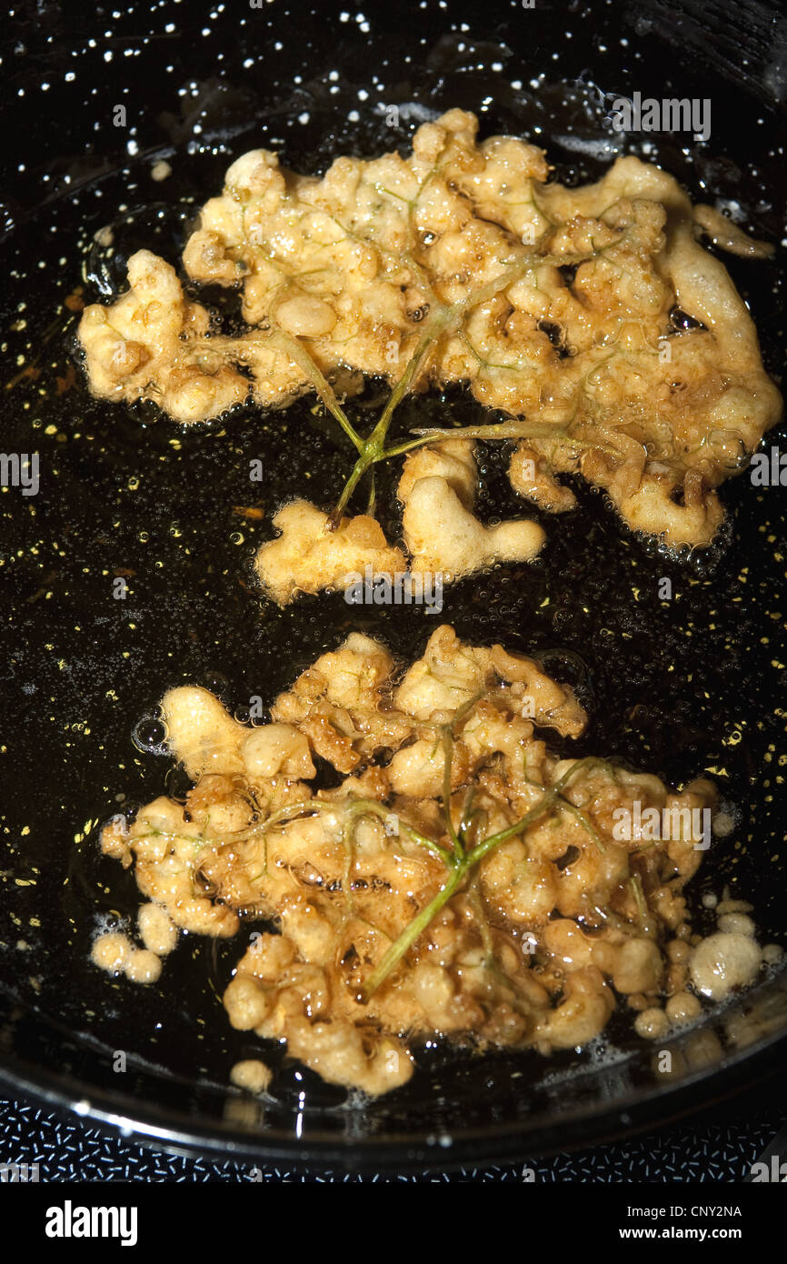 Europäischen schwarz elder, Holunder, gemeinsame Holunder (Sambucus Nigra), Blütenstände in geschlagenen Eierteig eingetaucht sind frittierte in einer Pfanne erhitzen, Deutschland Stockfoto