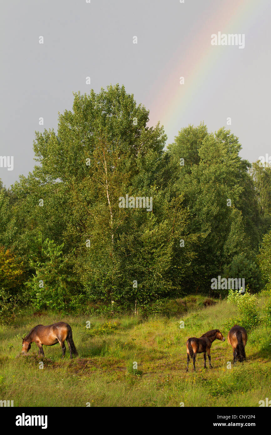 Exmoor Pony (Equus Przewalskii F. Caballus), Stute mit Fohlen mit Regenbogen, Deutschland, Schleswig-Holstein Stockfoto