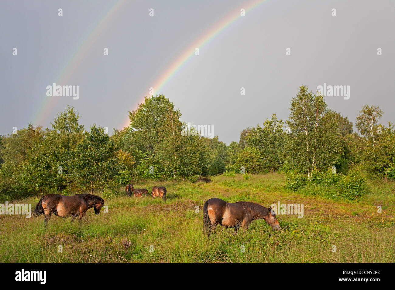 Exmoor Pony (Equus Przewalskii F. Caballus), Stute mit Fohlen mit Regenbogen, Deutschland, Schleswig-Holstein Stockfoto